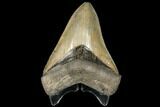 Serrated, Fossil Megalodon Tooth - Beautiful Enamel #134268-1